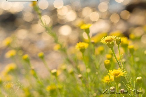 一心一意，是世界上最温柔的力量 (4)