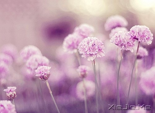 人生旅途，花香满径 (1)