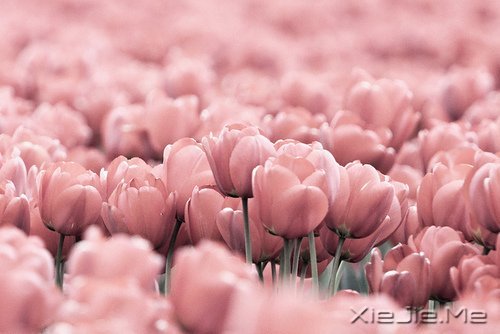 人生旅途，花香满径 (2)