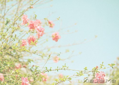 人生旅途，花香满径 (3)