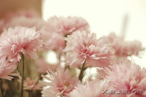 人生旅途，花香满径 (4)