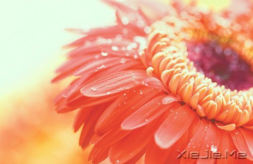 人生旅途，花香满径 (5)