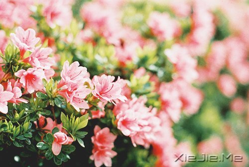 人生旅途，花香满径 (7)