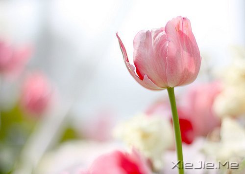 人生旅途，花香满径 (10)