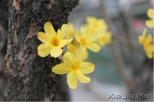 早安心语：一念放下，万般自在 (10)