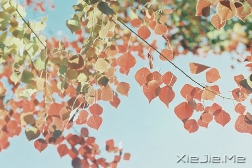 早安心语：看清自己比读懂他人，更重要 (1)