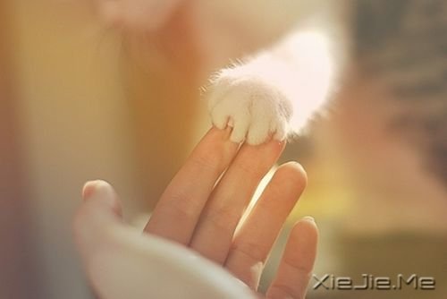 早安心语：看清自己比读懂他人，更重要 (5)