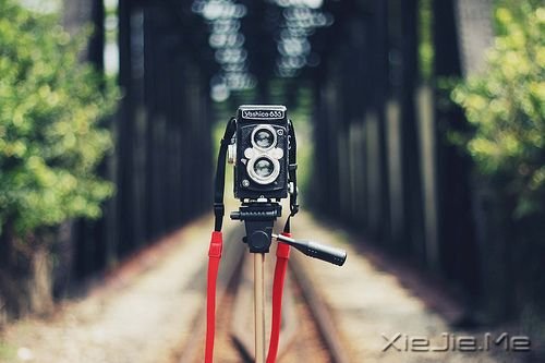 早安心语：坚毅的人总会出头 (5)